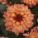 This undated photo provided by Ball FloraPlant shows a Venti Tequila Sunrise dahlia. Nurseries and garden centers are expected to stock a plethora of similarly colored plants now that Pantone has named Peach Fuzz as its 2024 color of the year. (Ball FloraPlant via AP)