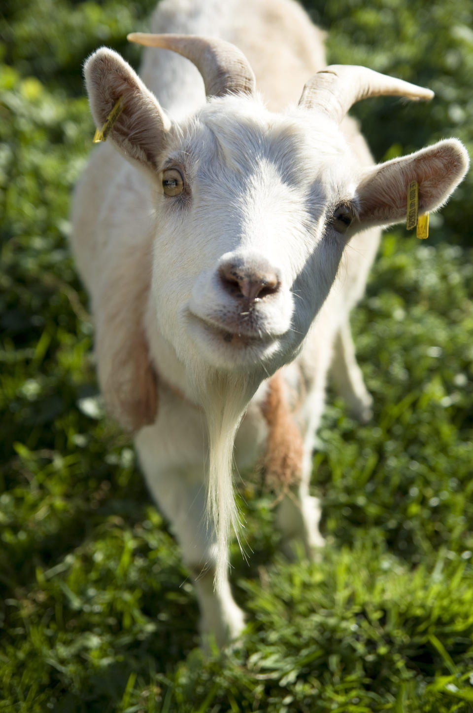 portrait of white goat