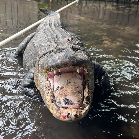 <p>Croc Encounters/Facebook</p> "Coca-Cola" the 450-pound alligator.