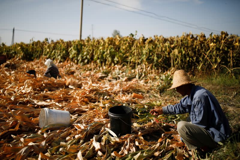 Farmers harvest corn in a field on the outskirts of Jiayuguan