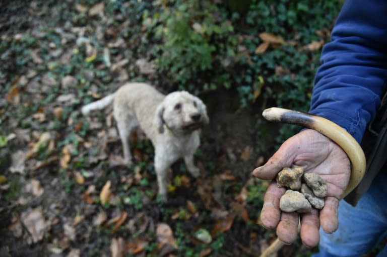 The hard-to-find funghi are famed among among foodies for their earthy scent and their equally heady prices