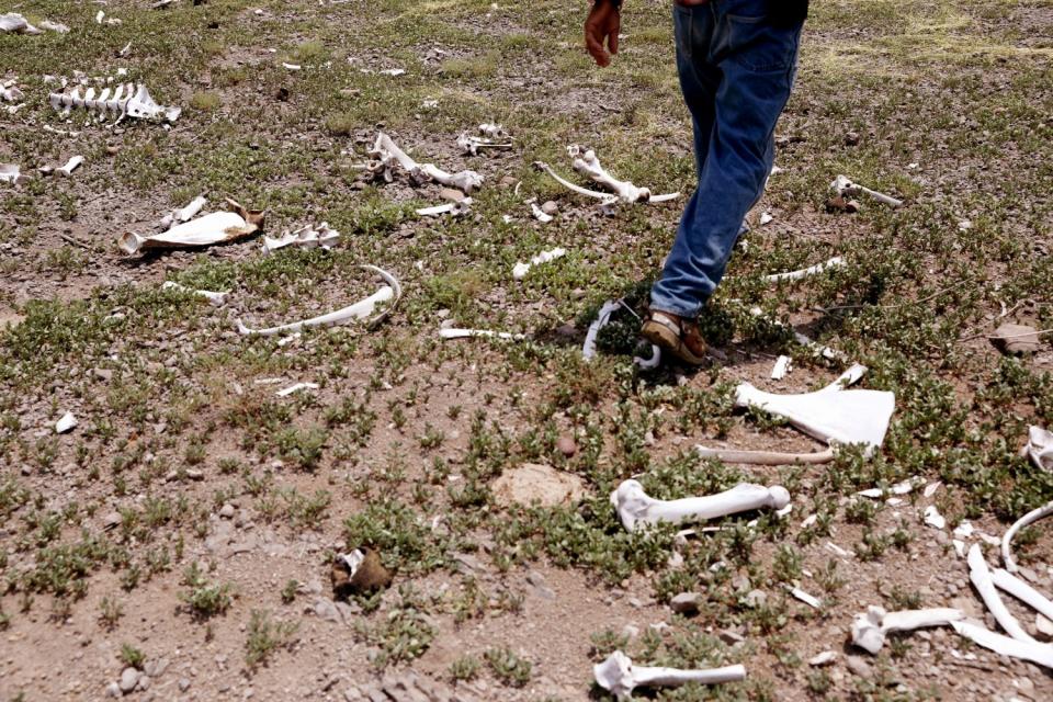 Manuel Bustamante Parra, walks through a field of bones from dead livestock.