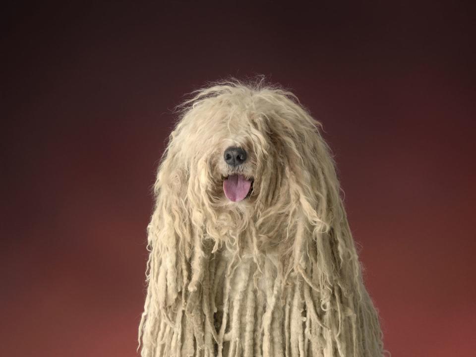 26) Komondor