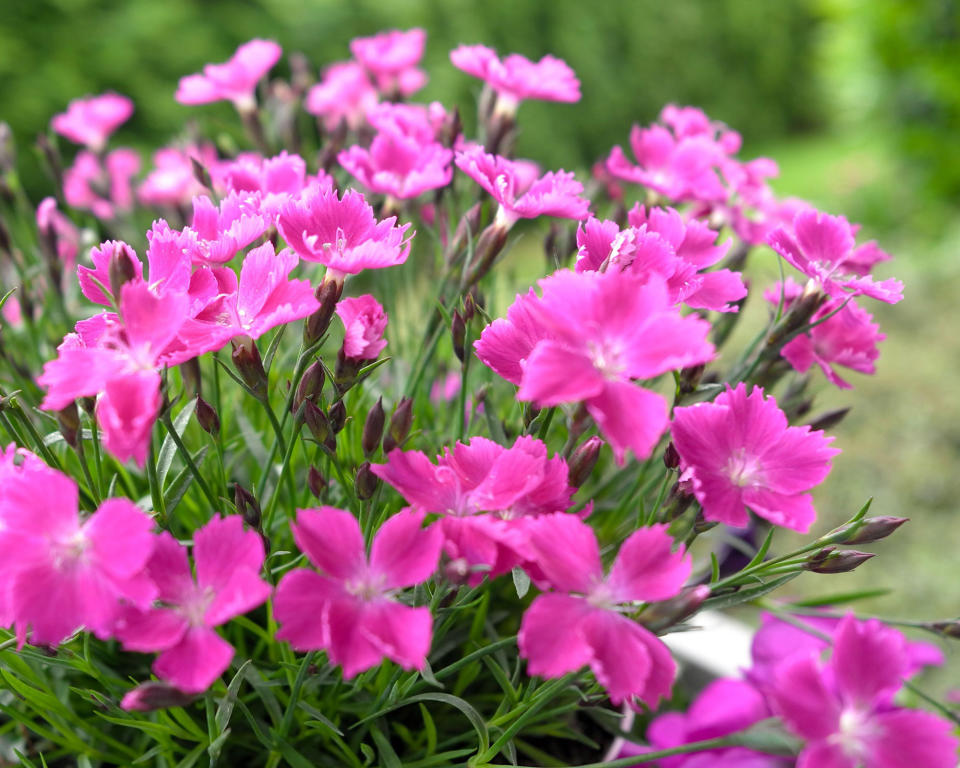 3. Dianthus alpinus AGM