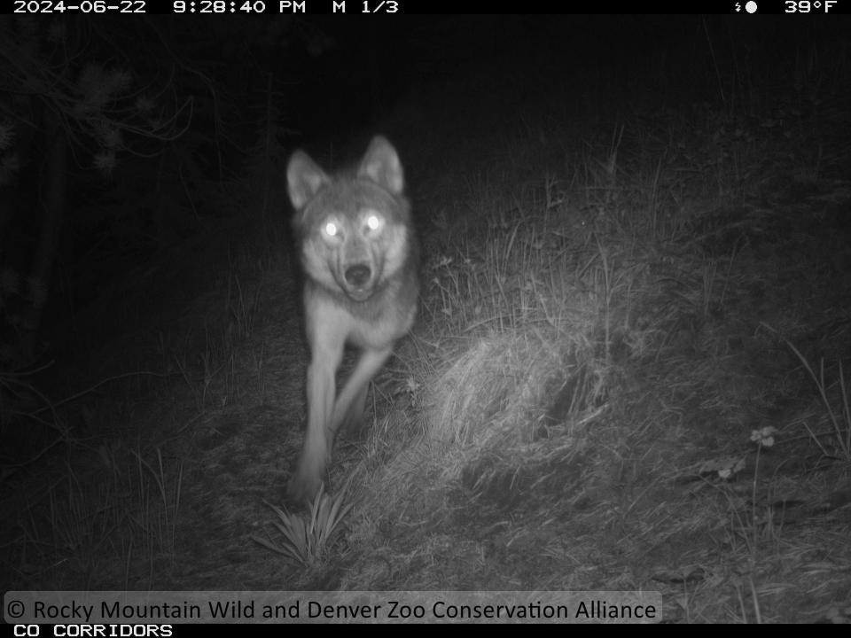 This collared wolf was caught on a game camera just north of Interstate 70 on East Vail Pass on June 8, 2024.