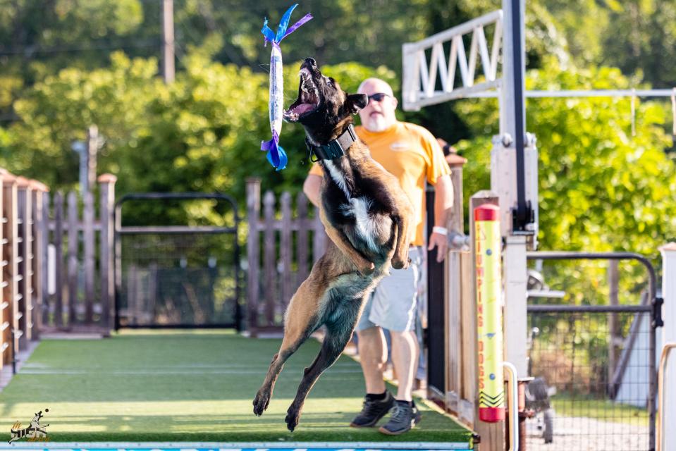 Trent Steele gives Camille a reason to make a long jump in a Dock Dogs competition.