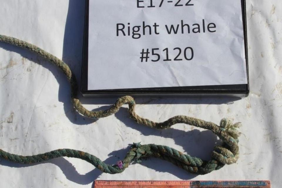 PHOTO: One section of rope with purple zip tie nub that was entangled on North Atlantic right whale #5120. (NOAA)