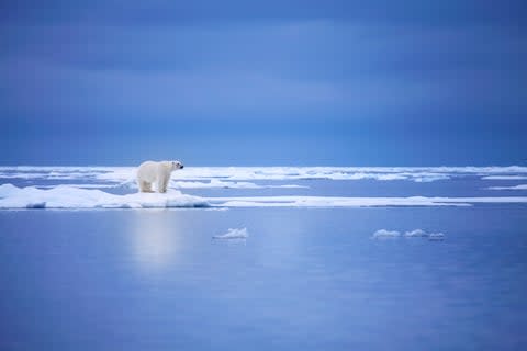 Spot polar bears in Svalbard - Credit: GETTY