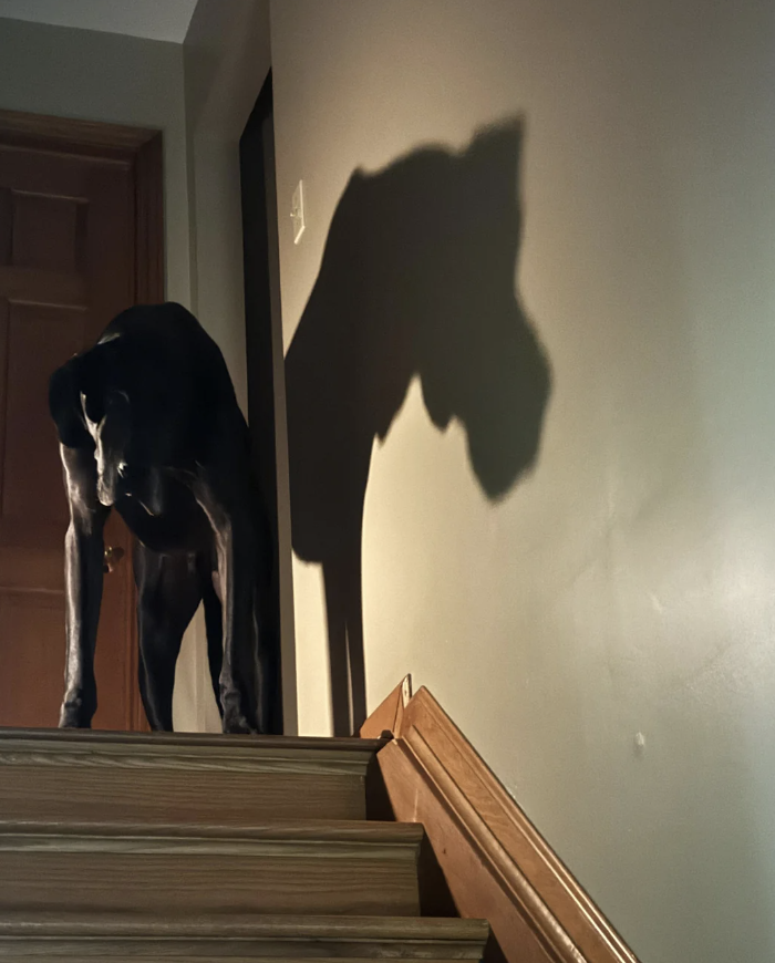 A large dog stands at the top of a staircase, casting a dramatic shadow on the wall beside it