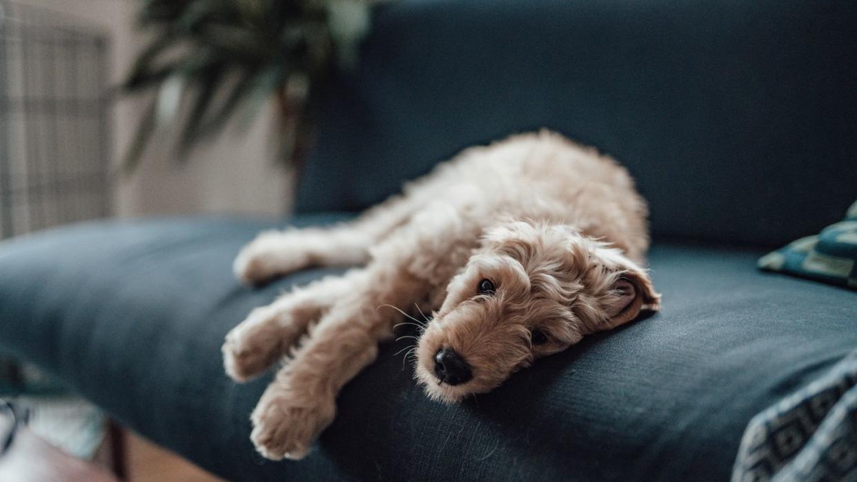 puppy lying on sofa