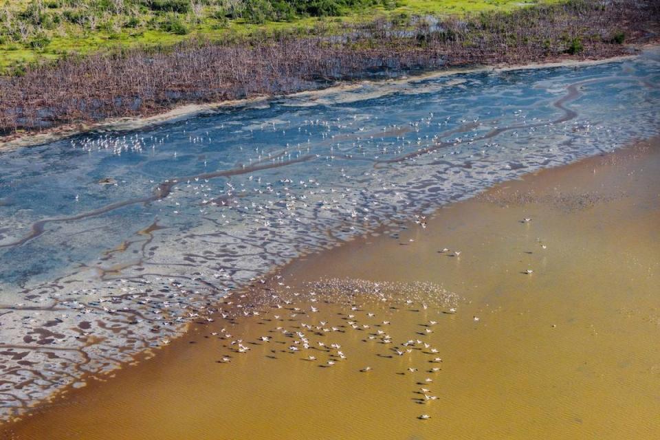 The coast of Florida Bay is currently attracting hundreds of birds as increased freshwater is flowing through the Everglades after a very wet rainy season.