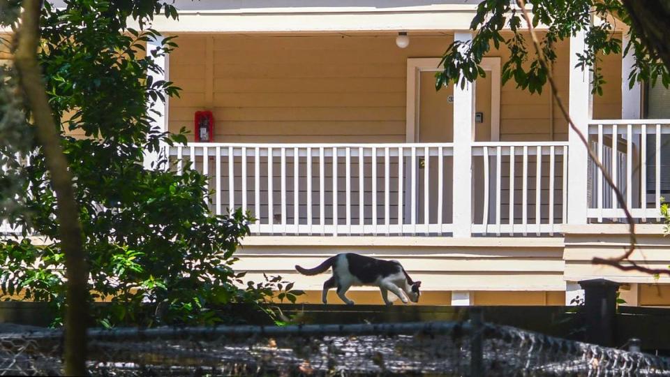 A cat walks along a fence that separates the cat sanctuary with The Spa on Port Royal Sound on May 9, 2023 located along Beach City Road on Hilton Head Island. The community has informed residents that feeding the feral cats will result in a $100 fine.