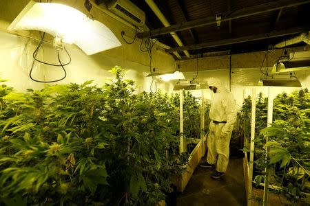 Gardener Joaquin Fonseca checks marijuana plants in an indoor plantation of a marijuana's smokers club on the outskirts of Montevideo, Uruguay July 16, 2017. REUTERS/Andres Stapff