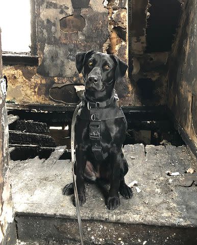 <p>Westland Fire and Rescue</p> Westland Fire & Rescue's arson dog Bella