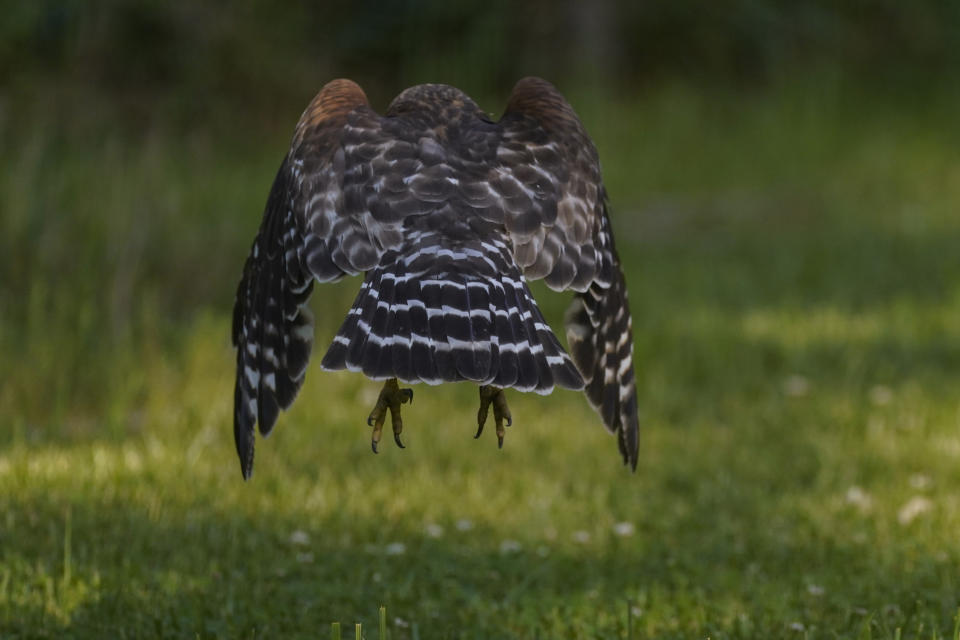 A red-shouldered hawk flies up from a lawn, Monday, May 17, 2021, in Columbia, Md. The pandemic that put much of normal life on pause — stopping travel and shutting people in their homes — also afforded more time for many families to study the wildlife in their own backyards. (AP Photo/Carolyn Kaster)