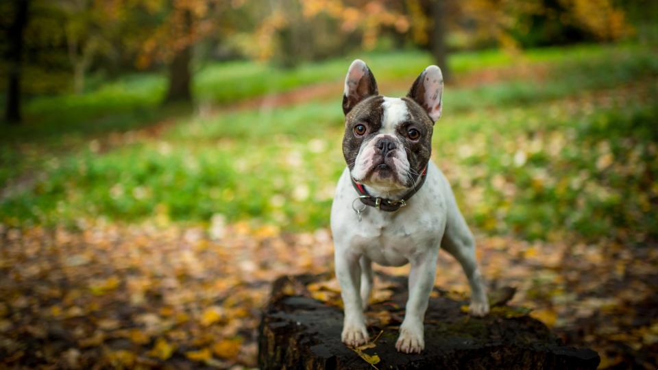 French Bulldog stood on log with autumn leaves on grass behind
