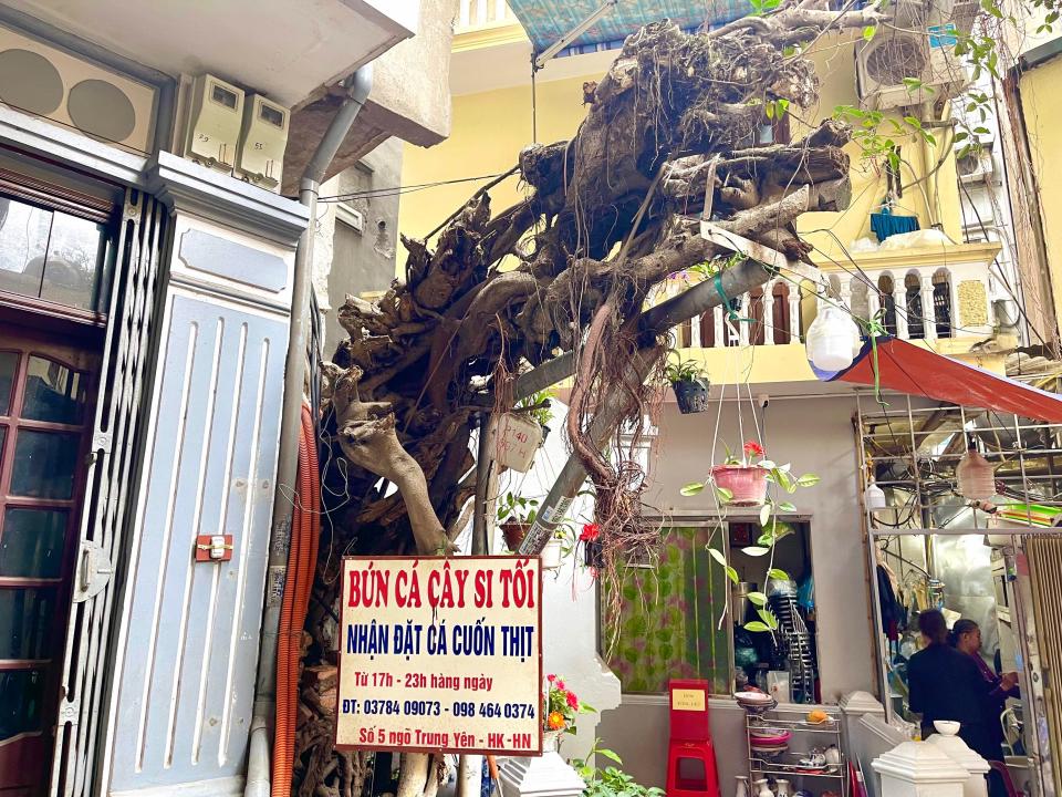 Old tree outside noodle shop in Hanoi, Vietnam.