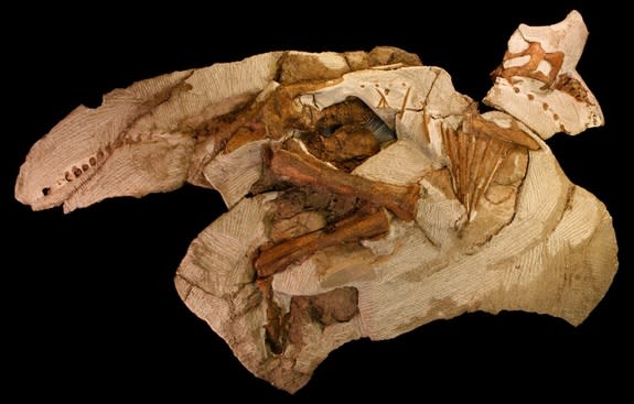 The skeleton of "Joe" is the smallest, most complete and youngest Parasaurolophus ever found.