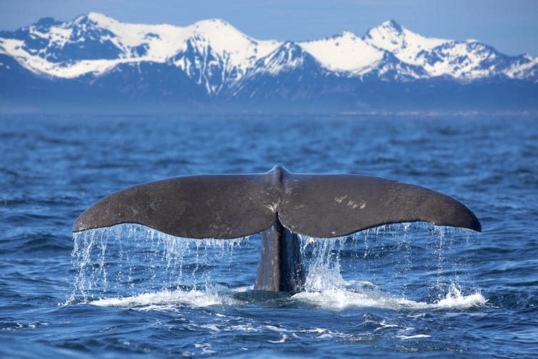 <span class="caption">In case you were wondering what a fluke is.</span> <span class="attribution"><a class="link " href="https://www.shutterstock.com/image-photo/tail-sperm-whale-diving-139541966" rel="nofollow noopener" target="_blank" data-ylk="slk:Kjersti Joergensen/shutterstock;elm:context_link;itc:0;sec:content-canvas">Kjersti Joergensen/shutterstock</a></span>