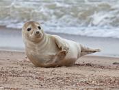 <p>Wildlife Trust, Cumbria also have a live grey seal camera which "provides an up close and personal view into the lives of the only Grey seal colony in Cumbria plus a great view of South Walney Nature Reserve."</p><p><a class="link " href="https://www.cumbriawildlifetrust.org.uk/wildlife/cams/seal-cam" rel="nofollow noopener" target="_blank" data-ylk="slk:WATCH NOW;elm:context_link;itc:0;sec:content-canvas">WATCH NOW</a></p>