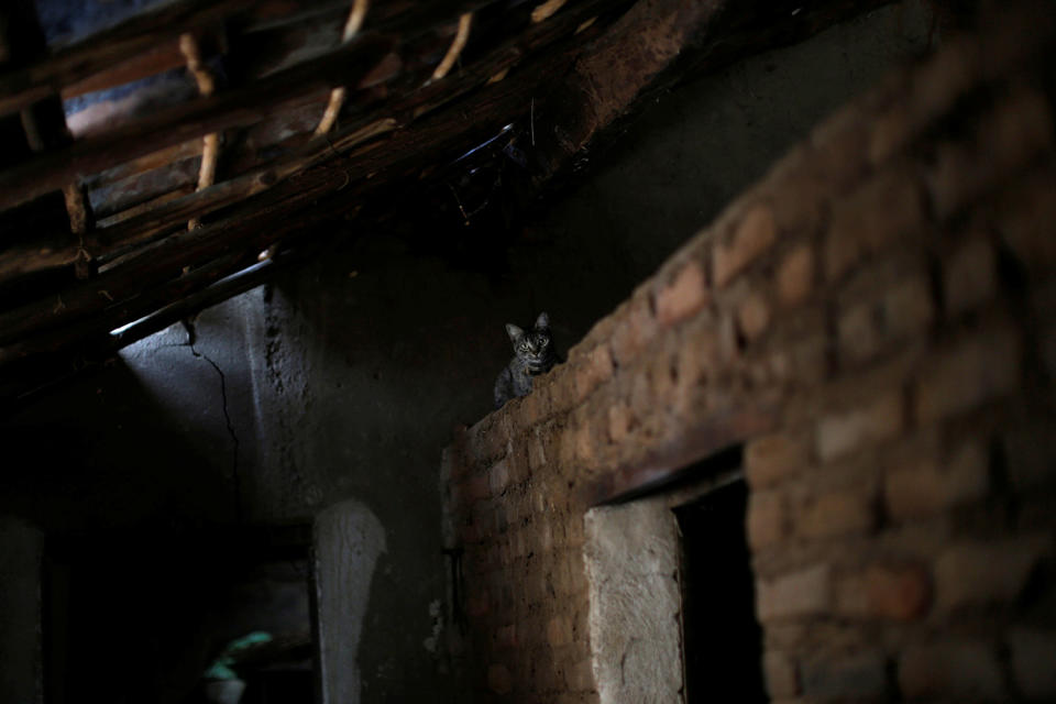 <p>A cat is shown inside Francisco Barbosa Cruz’s house in Pombal, Paraiba state, Brazil, Feb. 11, 2017. (Photo: Ueslei Marcelino/Reuters) </p>