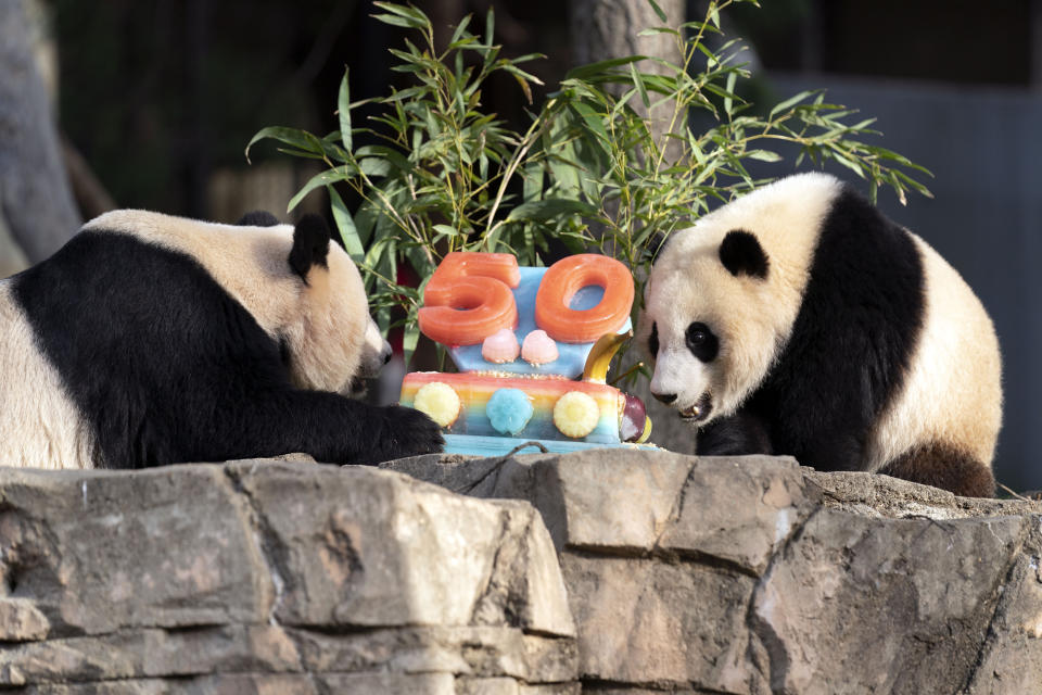 Giant pandas Mei Xiang, left and her cub Xiao Qi Ji eat a fruitsicle cake in celebration of the Smithsonian's National Zoo and Conservation Biology Institute, 50 years of achievement in the care, conservation, breeding and study of giant pandas at the Smithsonian's National Zoo in Washington, Saturday, April 16, 2022. (AP Photo/Jose Luis Magana)