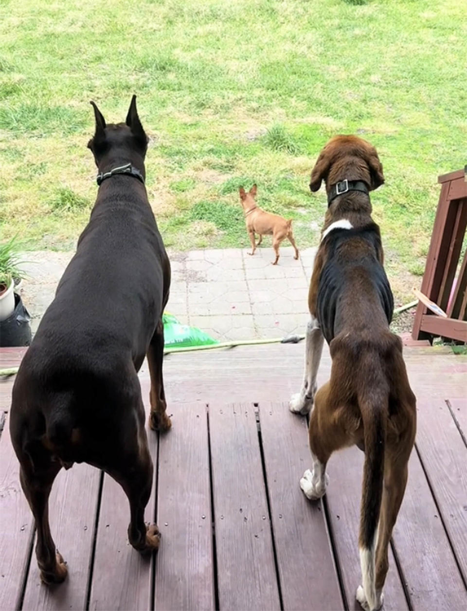 Luna, Roman and Bruce Wayne, up front. (@markontheranch via TikTok)