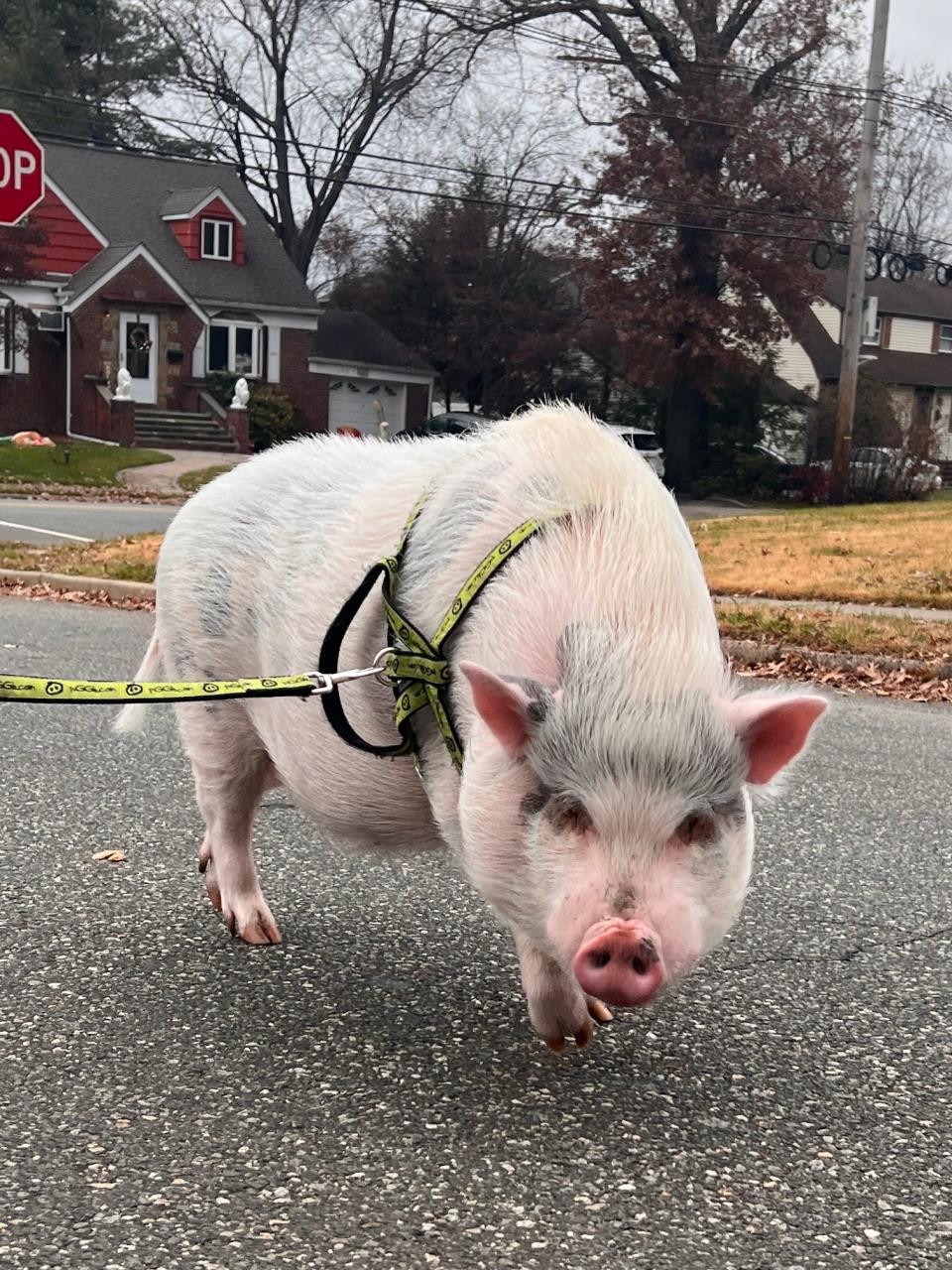 Piggie Smalls goes for a stroll with his owner on Boulevard in New Milford, N.J. on Sunday, Dec. 10, 2023.