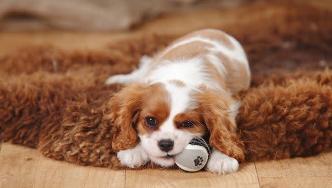 cavalier king charles spaniel