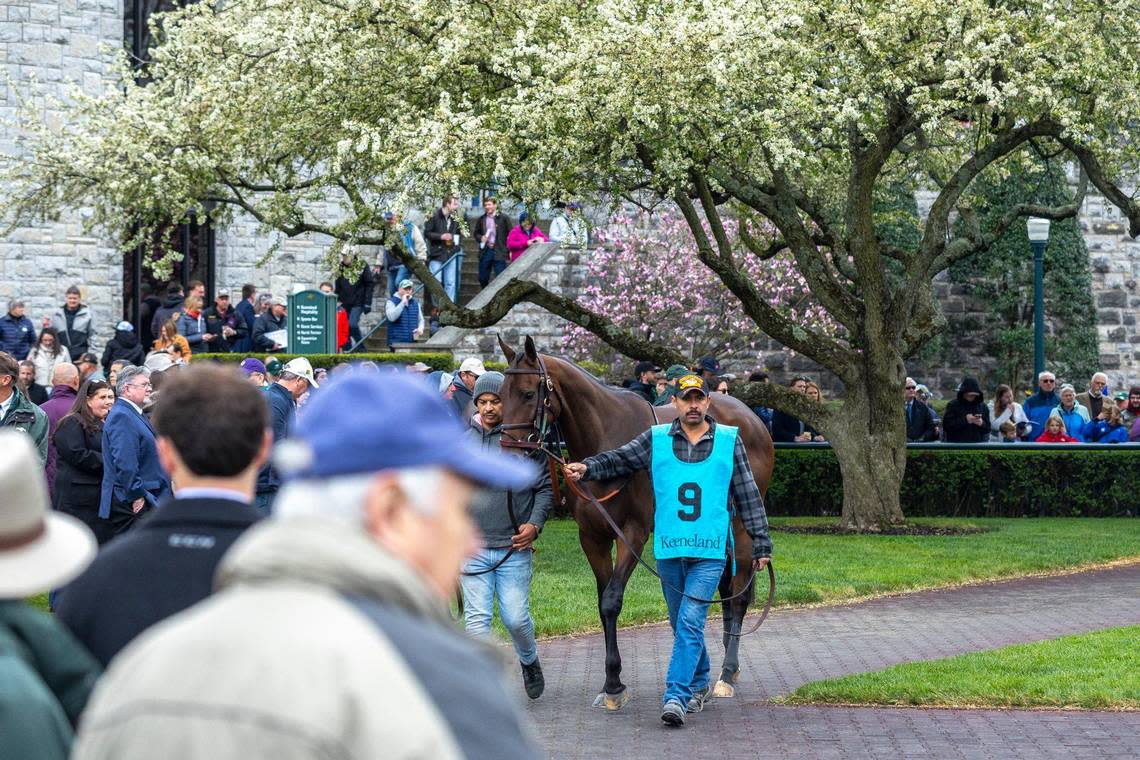 Spectators watch as a horse is brought to the paddock before a race on opening day of the 2024 Keeneland Spring Meet. The Lexington Stakes is set for Saturday, the final prep race for the Kentucky Derby.