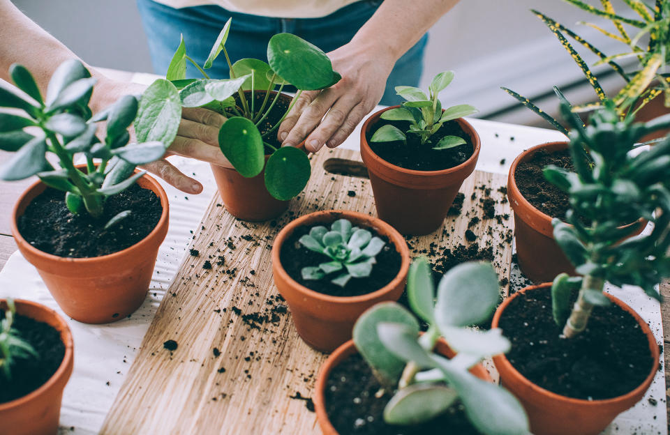 Les meilleurs comptes Instagram à suivre pour les amoureux des plantes