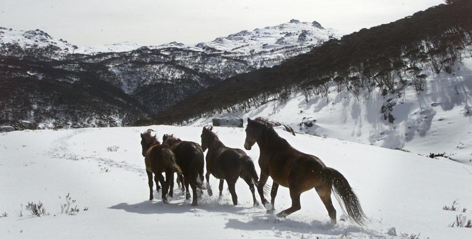 Wildpferde werden in Australien Brumbies genannt. Ihre Population ist so groß, dass es zu Schäden der Umwelt kommt. - Copyright: Fairfax Media via Getty Images/Fairfax Media via Getty Images via Getty Images