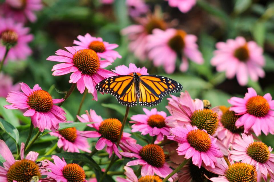 Monarch Butterfly Danaus plexippus Field of Purple Coneflowers Echinacea purpurea