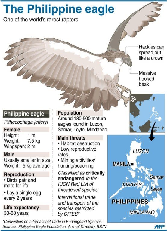 Graphic fact file on the Philippine eagle, one of the world's rarest raptors. The first Philippine eagle bred in captivity has sired her first offspring, conservationists said Thursday