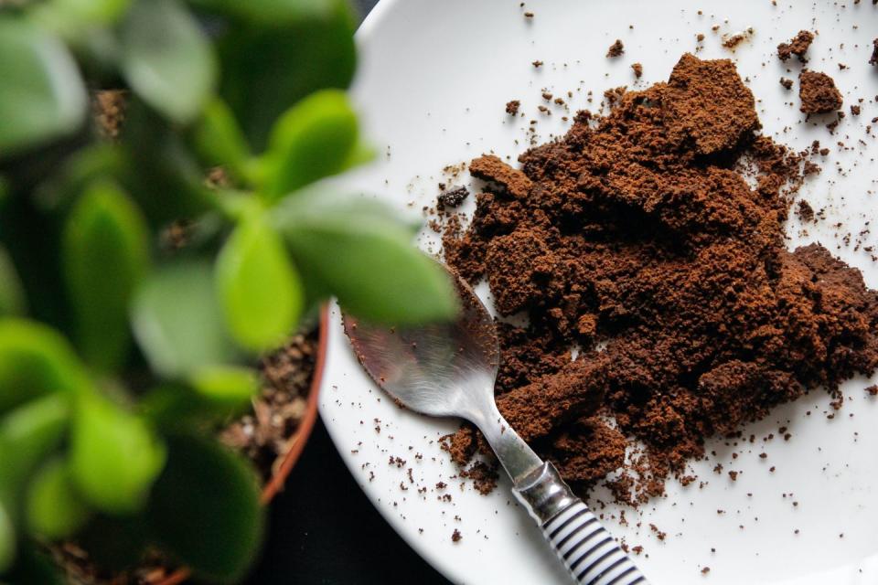 coffee grounds for plants