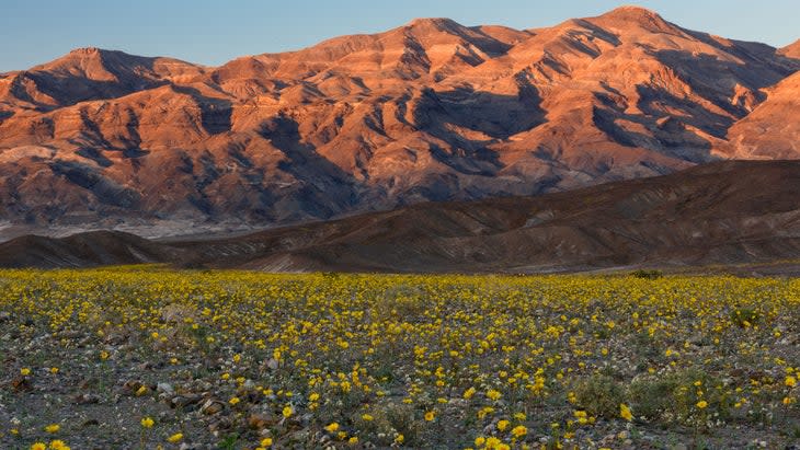 <span class="article__caption">Sunflowers light up Death Valley National Park at sunset during the superbloom of 2016.</span> (Photo: Lidija Kamansky/Getty)