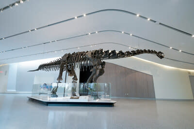 The Museum’s iconic sauropod Haplocanthosaurus delfsi, affectionately known as “Happy,” pictured in the stunning new Visitor Hall. 

Photos by Gus Chan for Cleveland Museum of Natural History