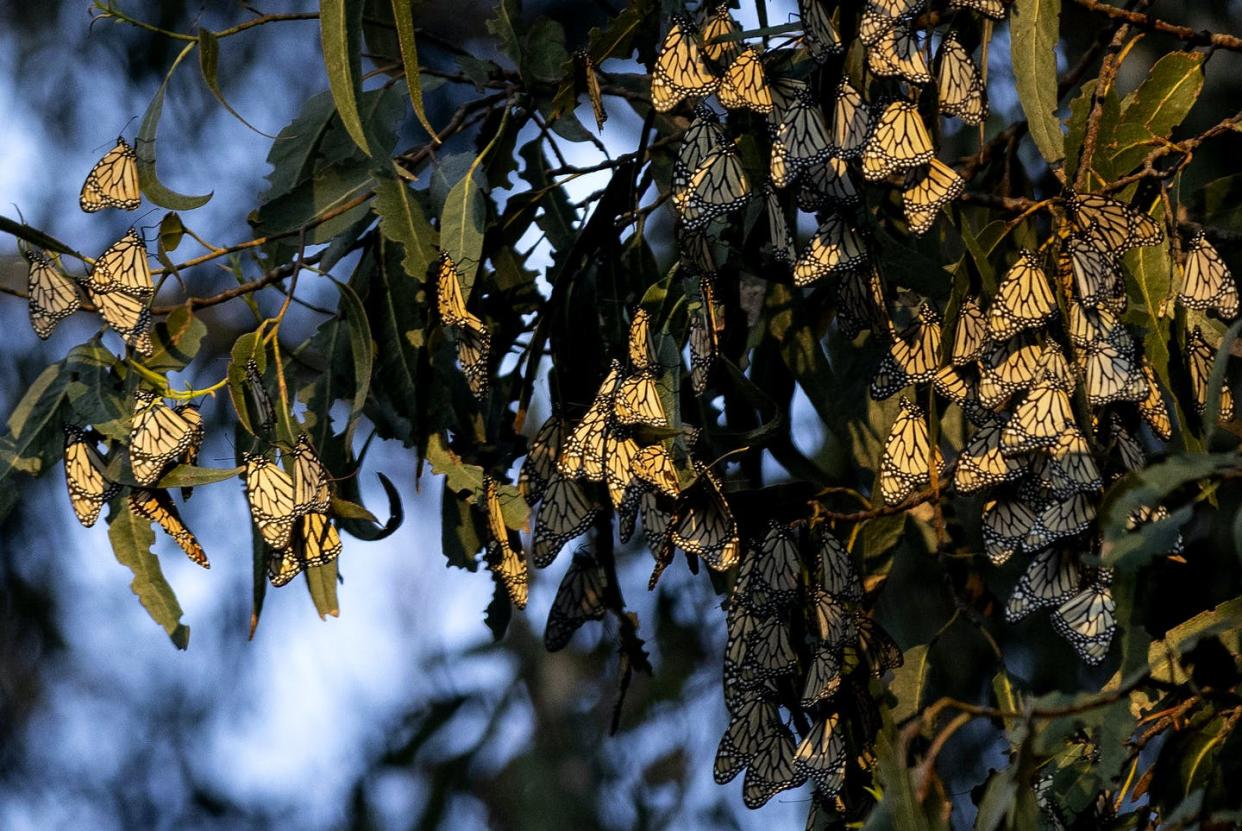 Monarch butterflies cluster on a eucalyptus tree at Pismo State Beach's Monarch Butterfly Grove in California. <a href="https://www.gettyimages.com/detail/news-photo/monarch-butterflies-cluster-in-eucalyptus-trees-at-pismo-news-photo/1369034696" rel="nofollow noopener" target="_blank" data-ylk="slk:Ruby Wallau/Getty Images;elm:context_link;itc:0;sec:content-canvas" class="link ">Ruby Wallau/Getty Images</a>