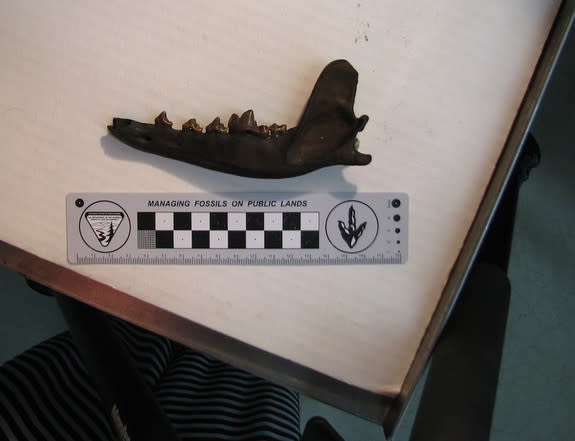 An ancient coyote jaw salvaged from the Rancho La Brea tar pits in California.