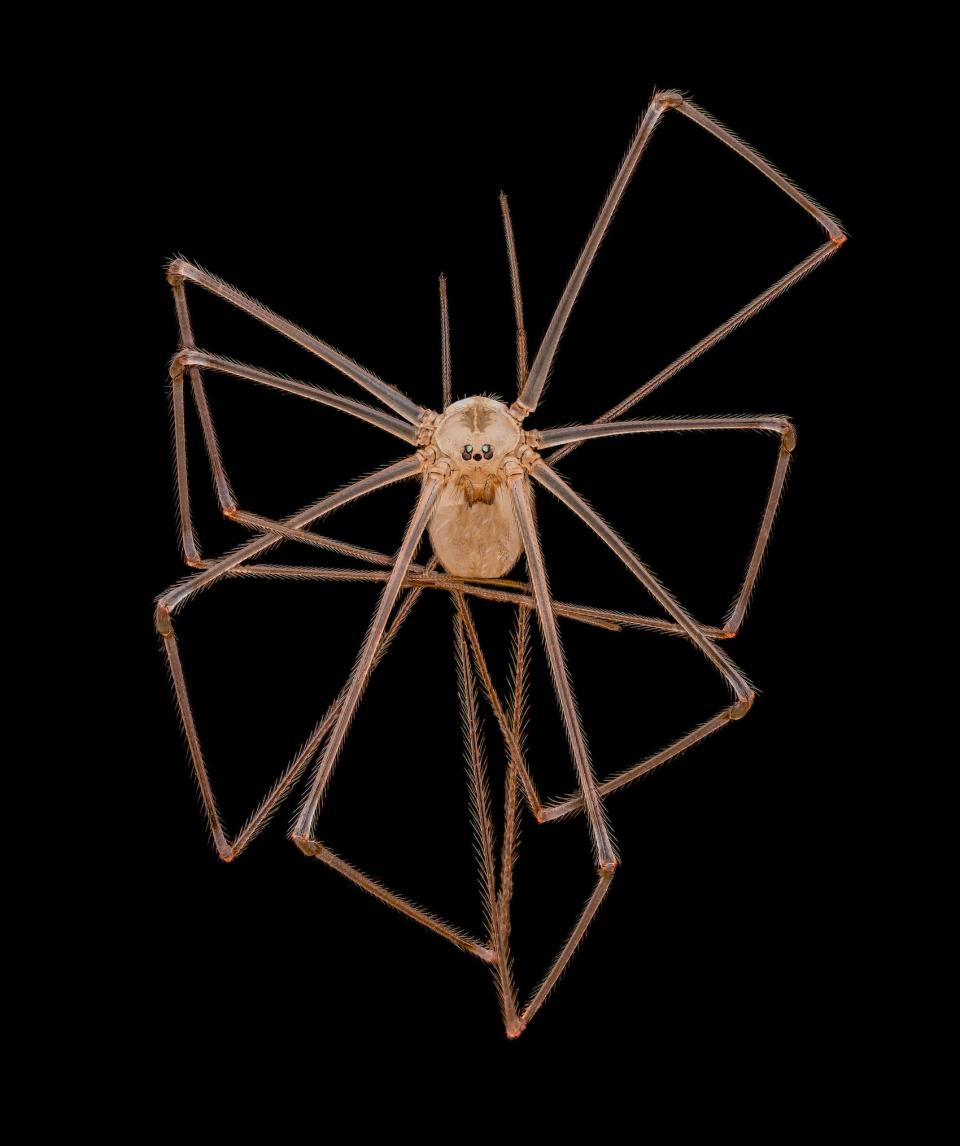 Long-bodied cellar aka daddy long-legs spider