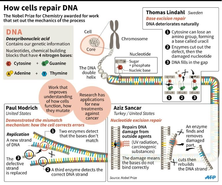 Explanation of the research on cell repair of DNA honoured by the 2015 Nobel Prize for Chemistry