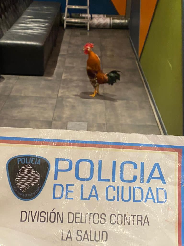 Había un gallo dentro del local