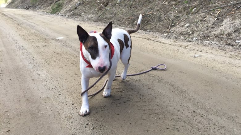 Bull terrier gets unexpected joyride after thief steals truck with dog inside