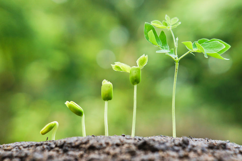 Plants growing in a gradually ascending row.