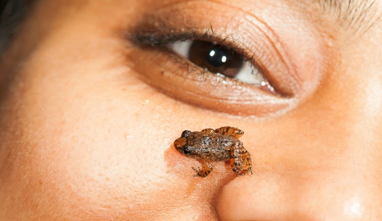 A 13.8mm Manalar Night Frog (Nyctibatrachus manalari) pictured at Upper Manalar in the southern Indian State of Kerala, ina photograph received from S.D. Biju on February 16, 2017