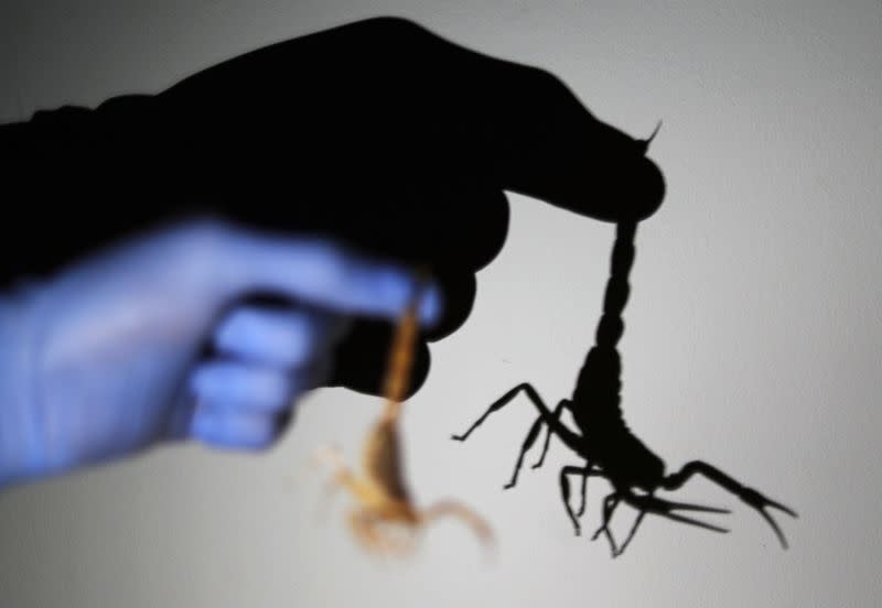 Mohamed Hamdy Boshta, 25, holds a scorpion that he hunted, at his company Cairo Venom Company in Cairo