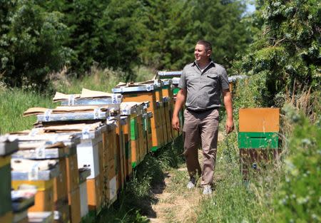 Beekeeper Daniel Ferencz walks past a row of bee hives in a forest in Backo Petrovo Selo, Serbia, July 7, 2017, after a grant from the Hungarian government enabled him to buy a honey bottling machine, as well as bees and hives. REUTERS/Bernadett Szabo