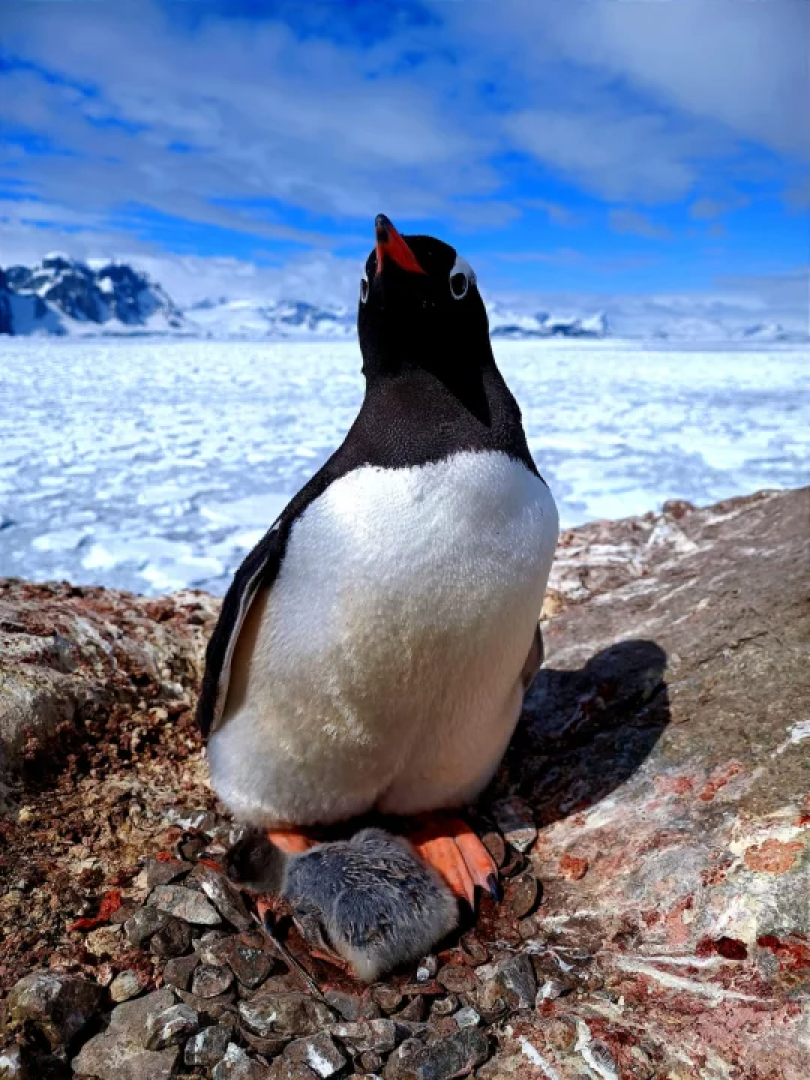 <span class="copyright">National Antarctic Science Center</span>