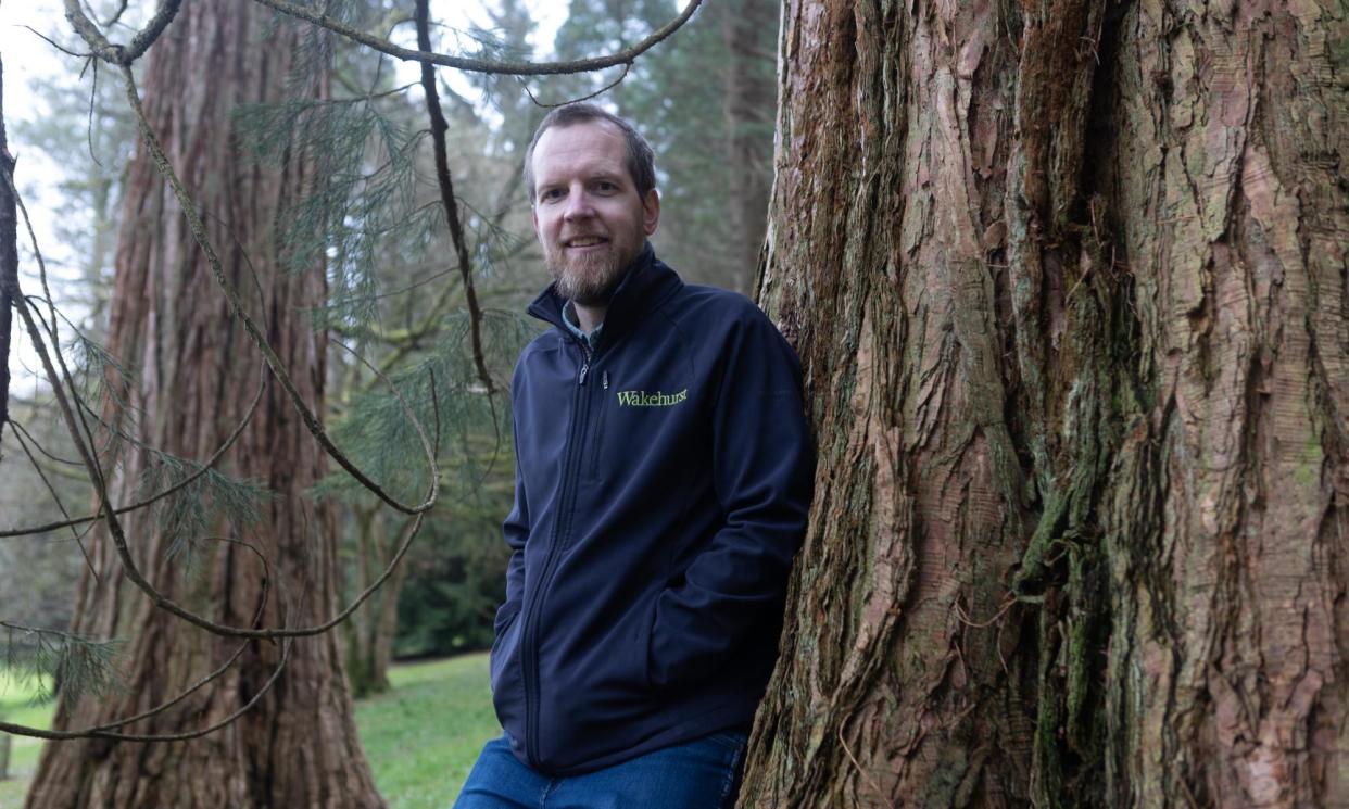 <span>Scientist Phil Wilkes next to redwood trees at the Kew botanical gardens in Wakehurst, Sussex. </span><span>Photograph: Andy Hall/The Observer</span>
