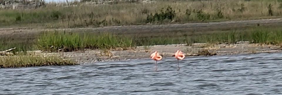 Charter fishing Captain John Pellegrin photographed flamingos at Whiskey Island and posted them to Facebook April 21.